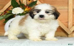 Teddy Bear dogs for sale: Sammy - Image 5