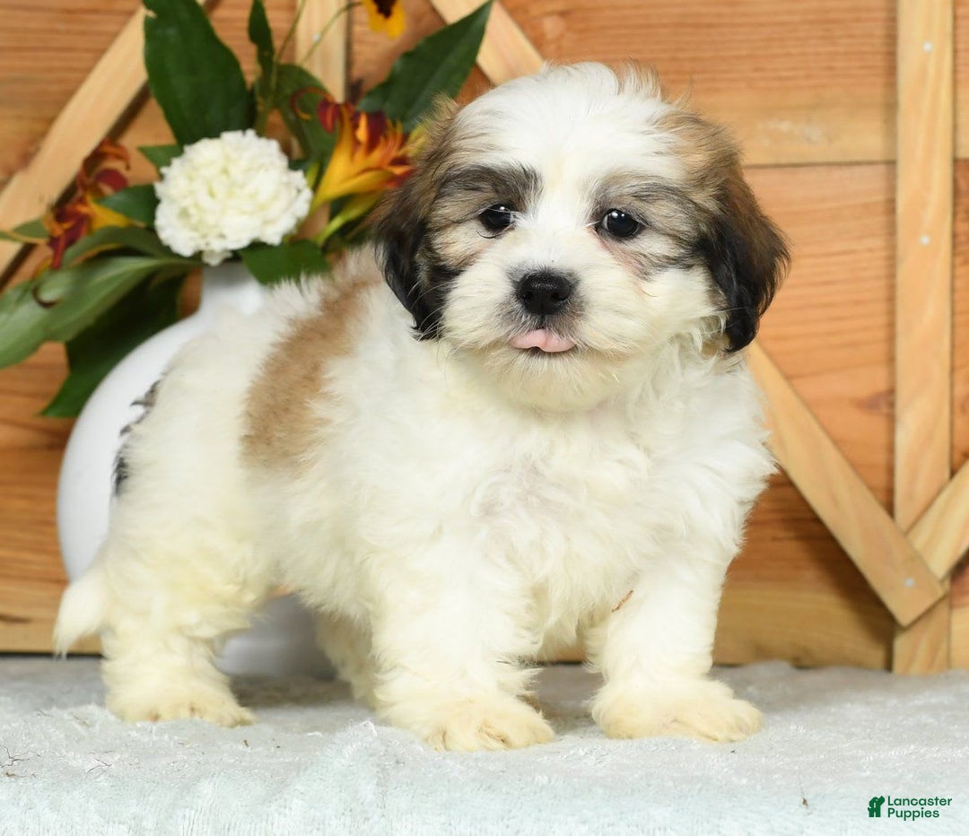 Teddy Bear dogs for sale: Sammy - Image 5