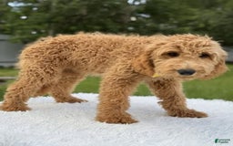 Mini Goldendoodle dogs for sale: Apollo - Image 1