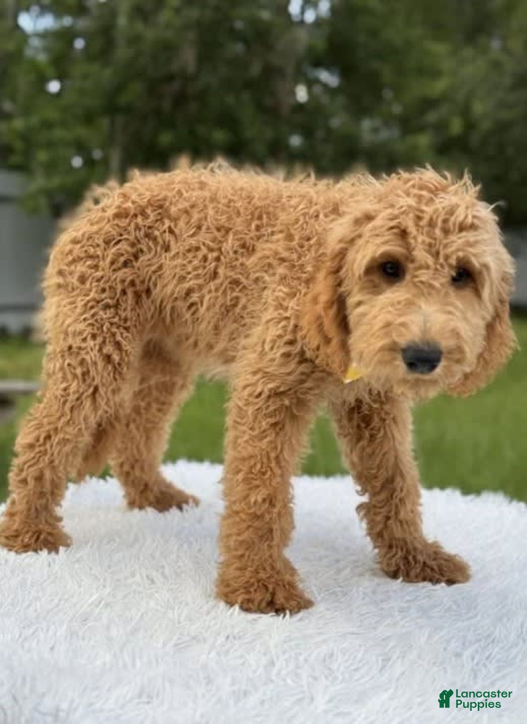 Mini Goldendoodle dogs for sale: Apollo - Image 1