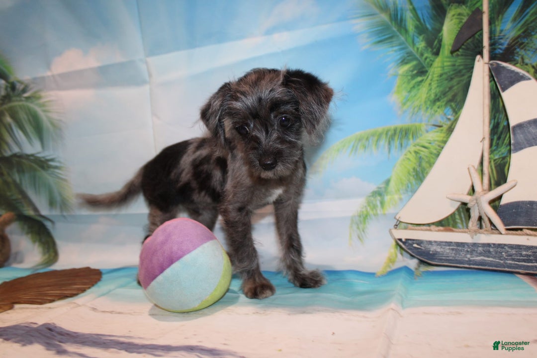 Schnoodle dogs for sale: Galaxy - Image 4