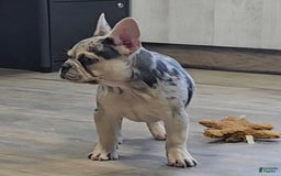 French Bulldog dogs for sale: Carrie - Image 5