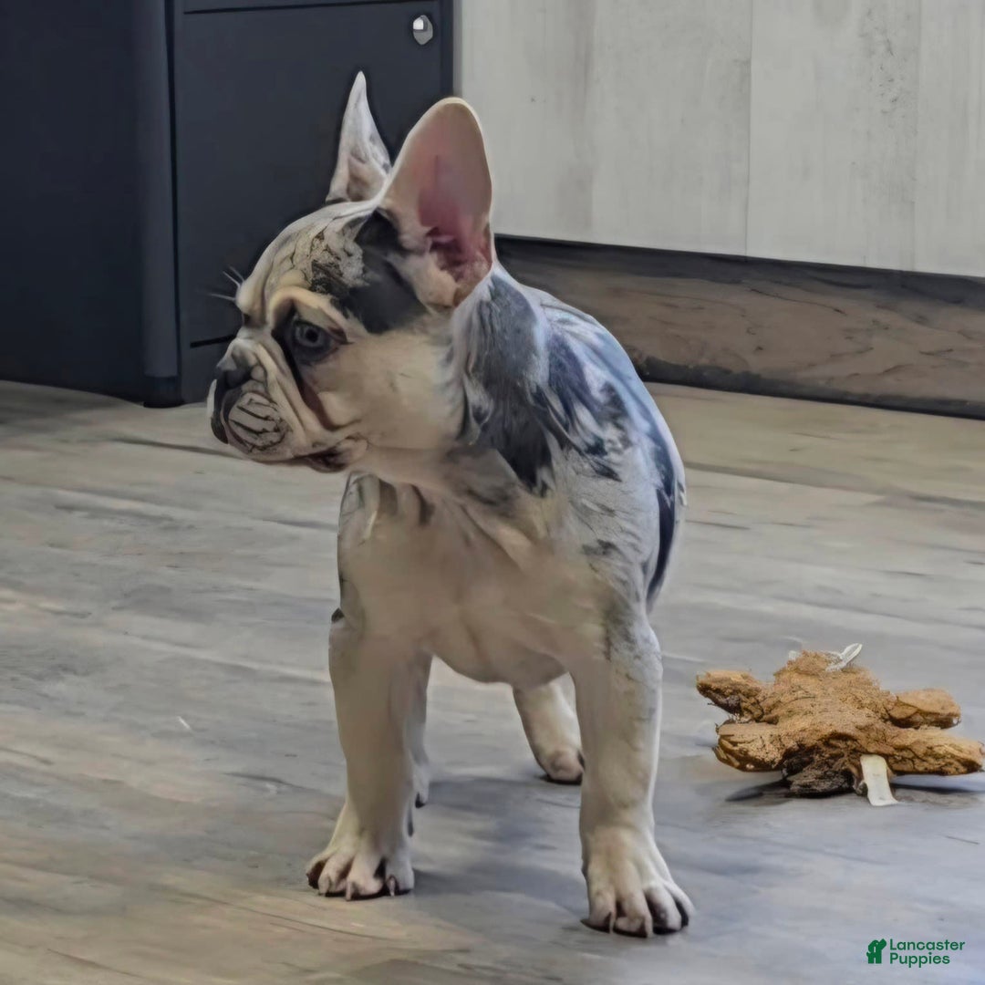 French Bulldog dogs for sale: Carrie - Image 5