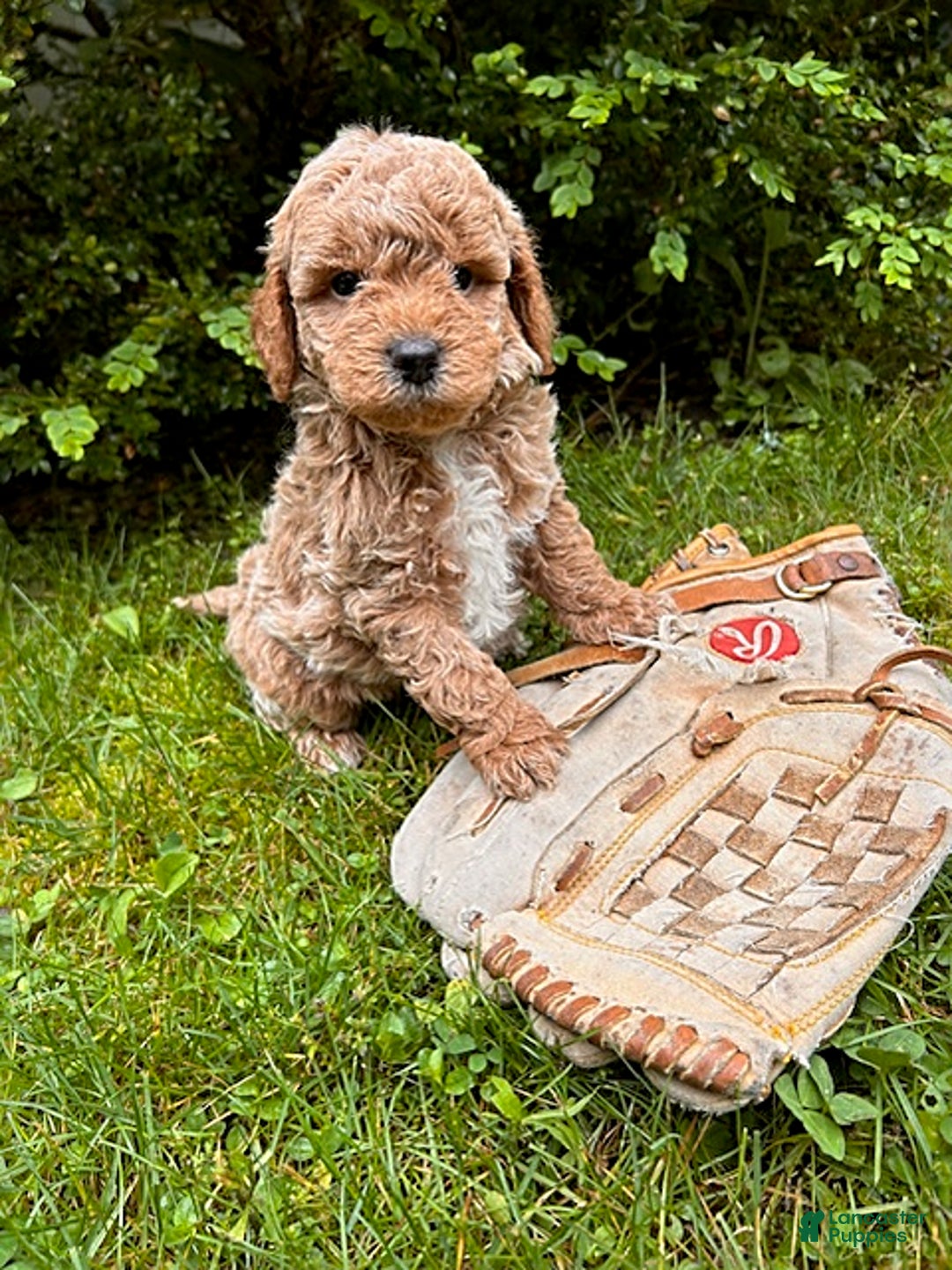 Mini Goldendoodle dogs for sale: Otis - Image 3