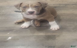 American Bully dogs for sale: Socks - Image 6
