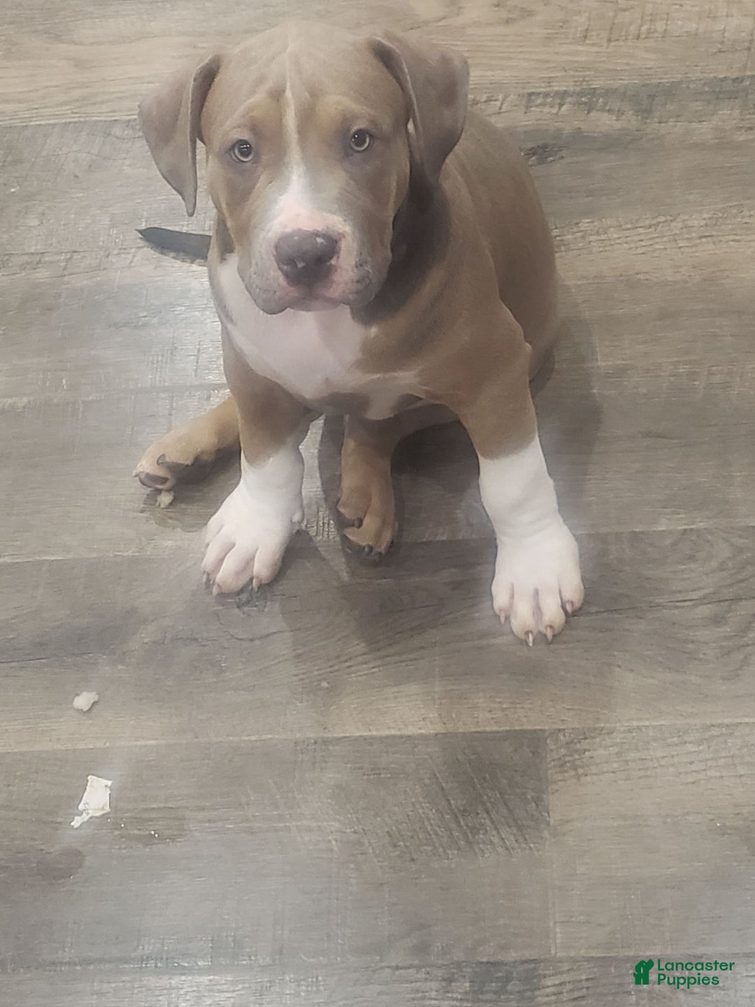 American Bully dogs for sale: Socks - Image 6
