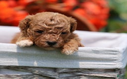 Toy Poodle dogs for sale: Ellie - Image 15
