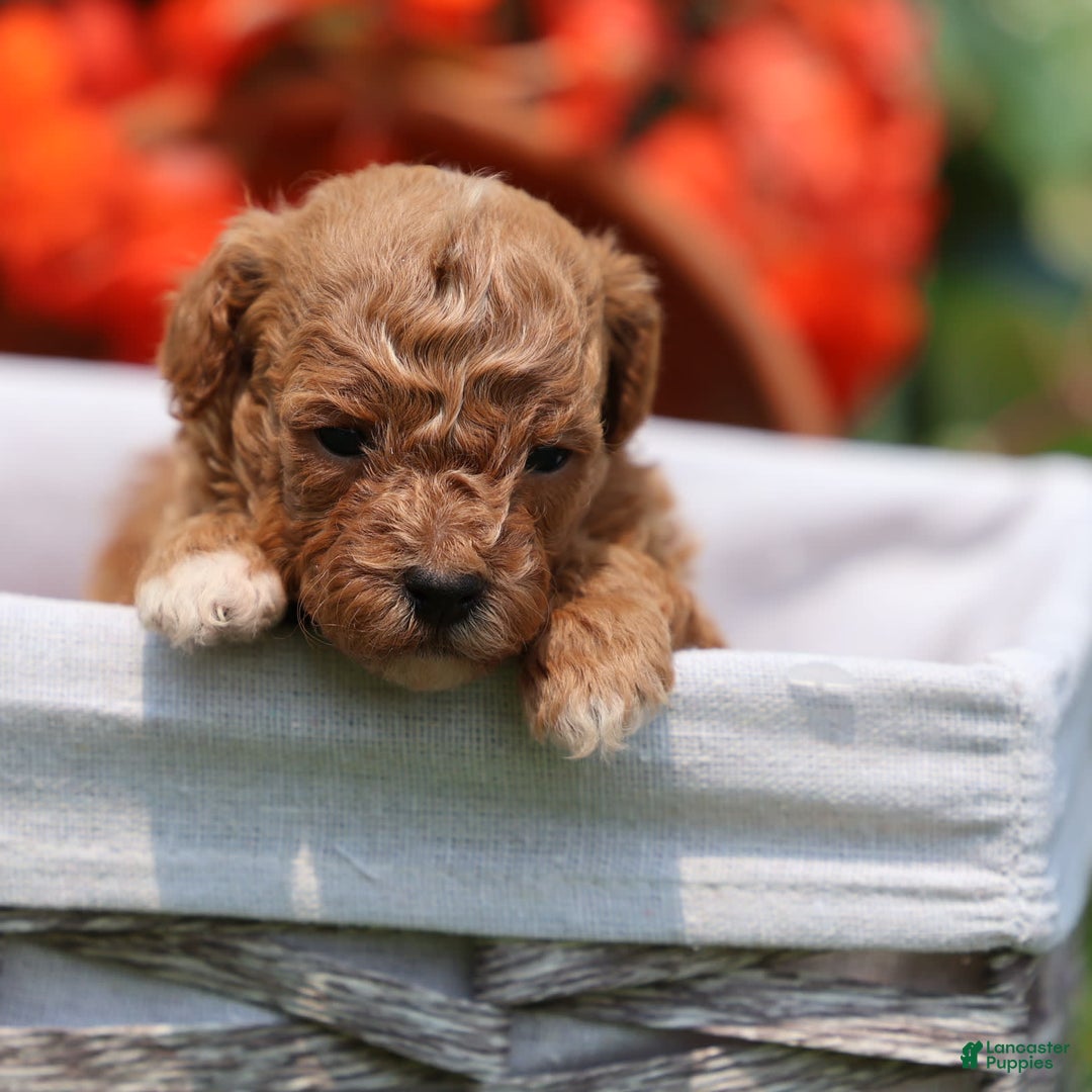 Toy Poodle dogs for sale: Ellie - Image 15
