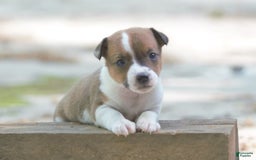 Jack Russell Terrier dogs for sale: Sissy - Image 1