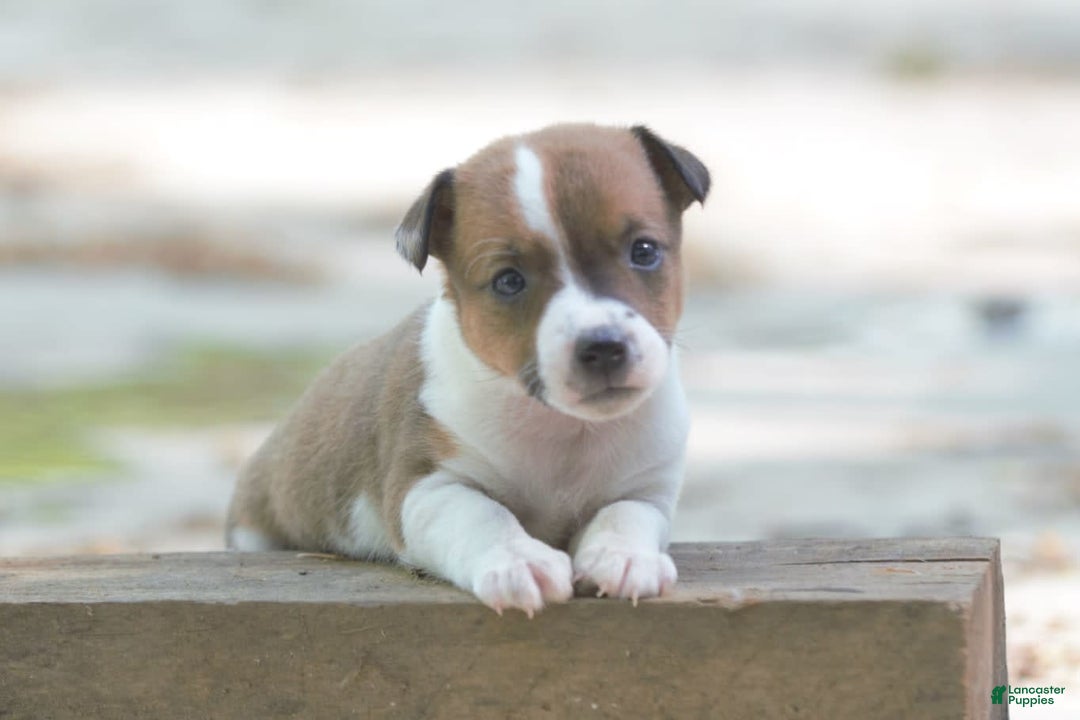 Jack Russell Terrier dogs for sale: Sissy - Image 1