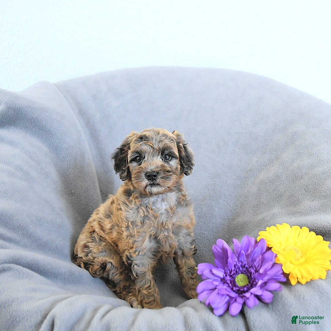 Mini Goldendoodle dogs for sale: Lindsey Rare Color - Image 3