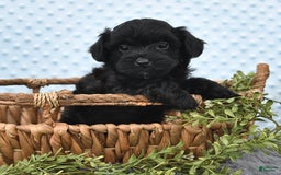 Havapoo dogs for sale: Brittany - Image 10