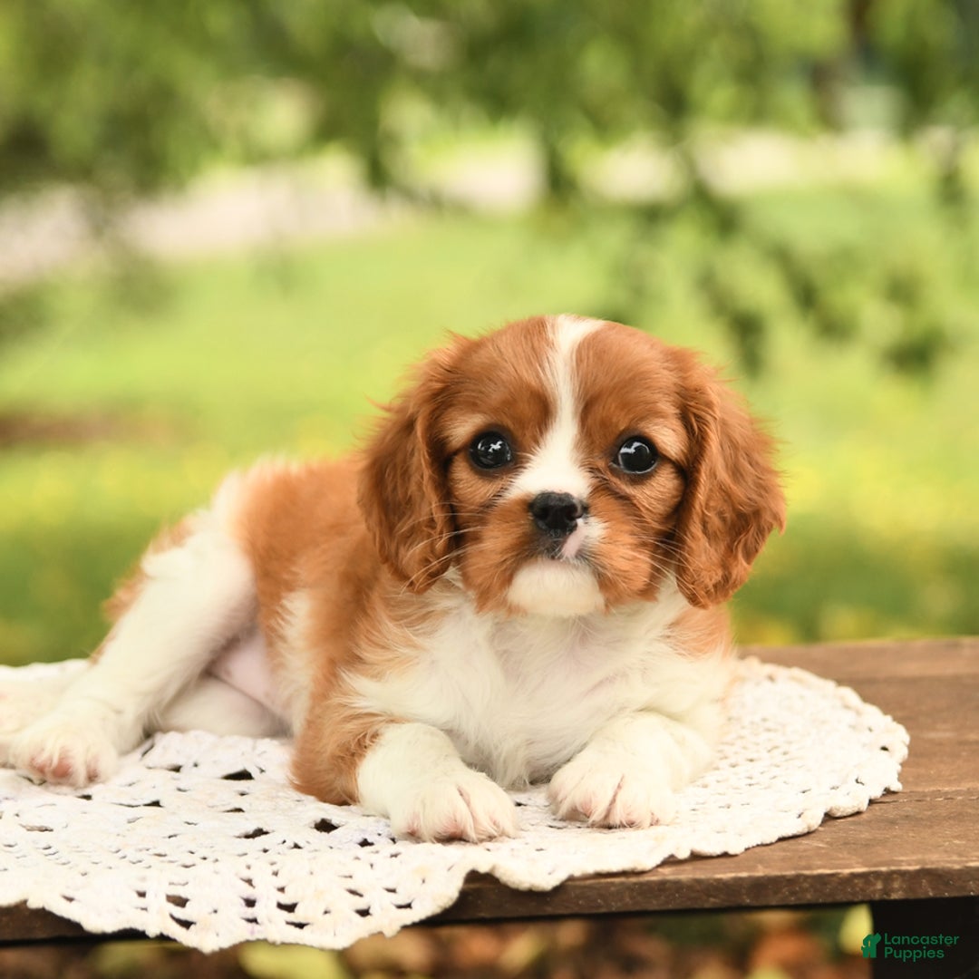 Cavalier King Charles Spaniel dogs for sale: Eden - Image 3