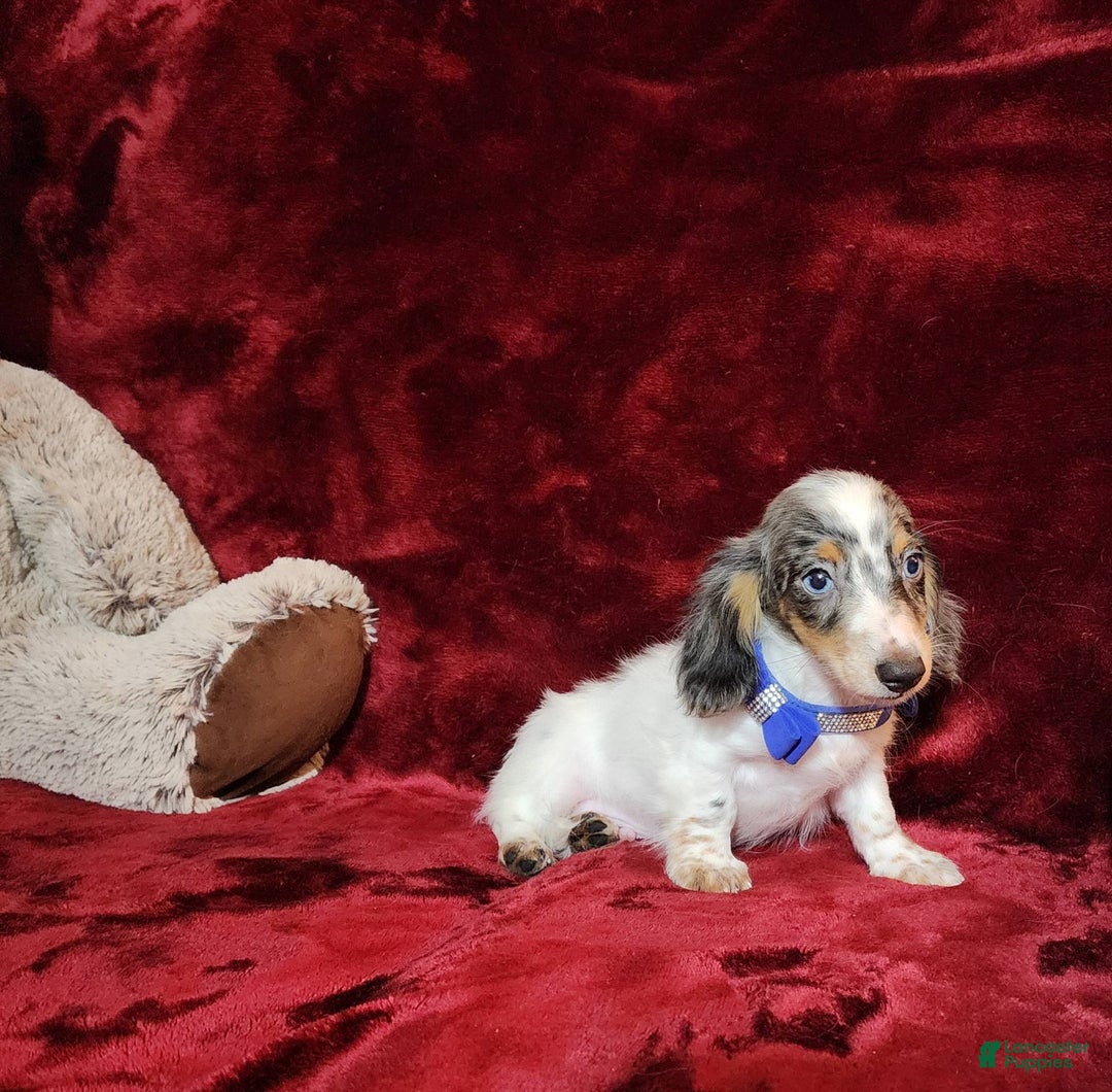 Miniature Dachshund dogs for sale: River - Image 8