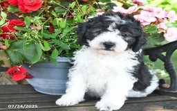 Mini Aussiedoodle dogs for sale: Alexia - Image 1