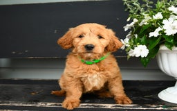 Goldendoodle dogs for sale: Patty - Image 8