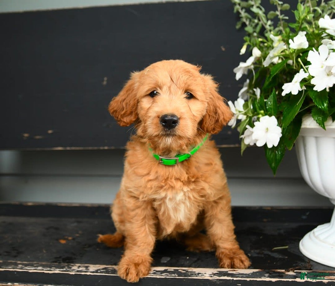 Goldendoodle dogs for sale: Patty - Image 8