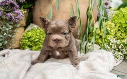 French Bulldog dogs for sale: Opal - Image 7