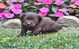 Labrador Retriever dogs for sale: Nacho - Image 2