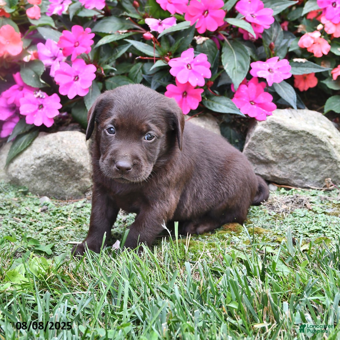 Labrador Retriever dogs for sale: Nacho - Image 2