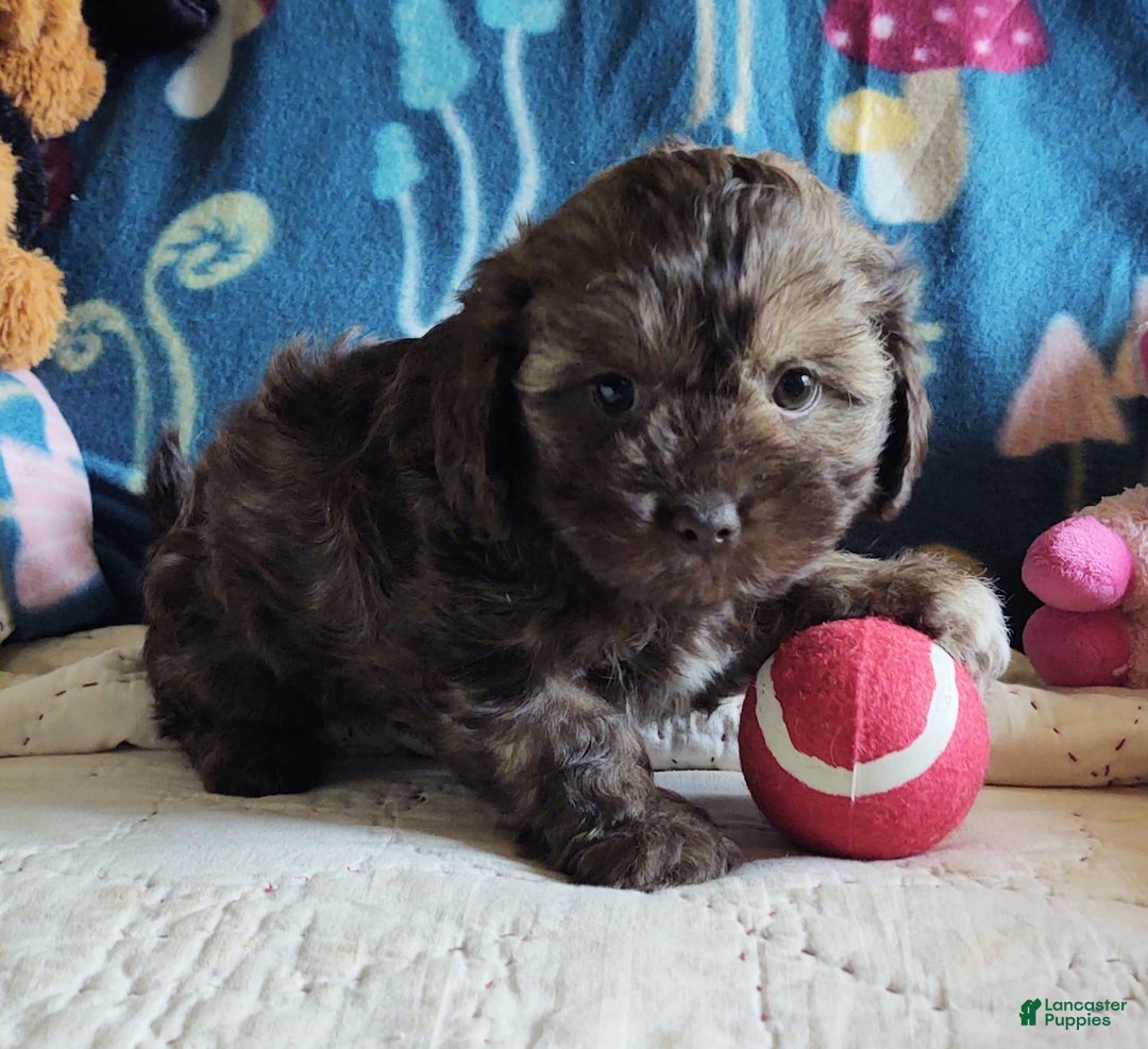 Maltipoo dogs for sale: Chocolate Sissy - Image 1