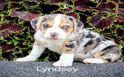 Beabull dogs for sale: Lyndsey - Image 6