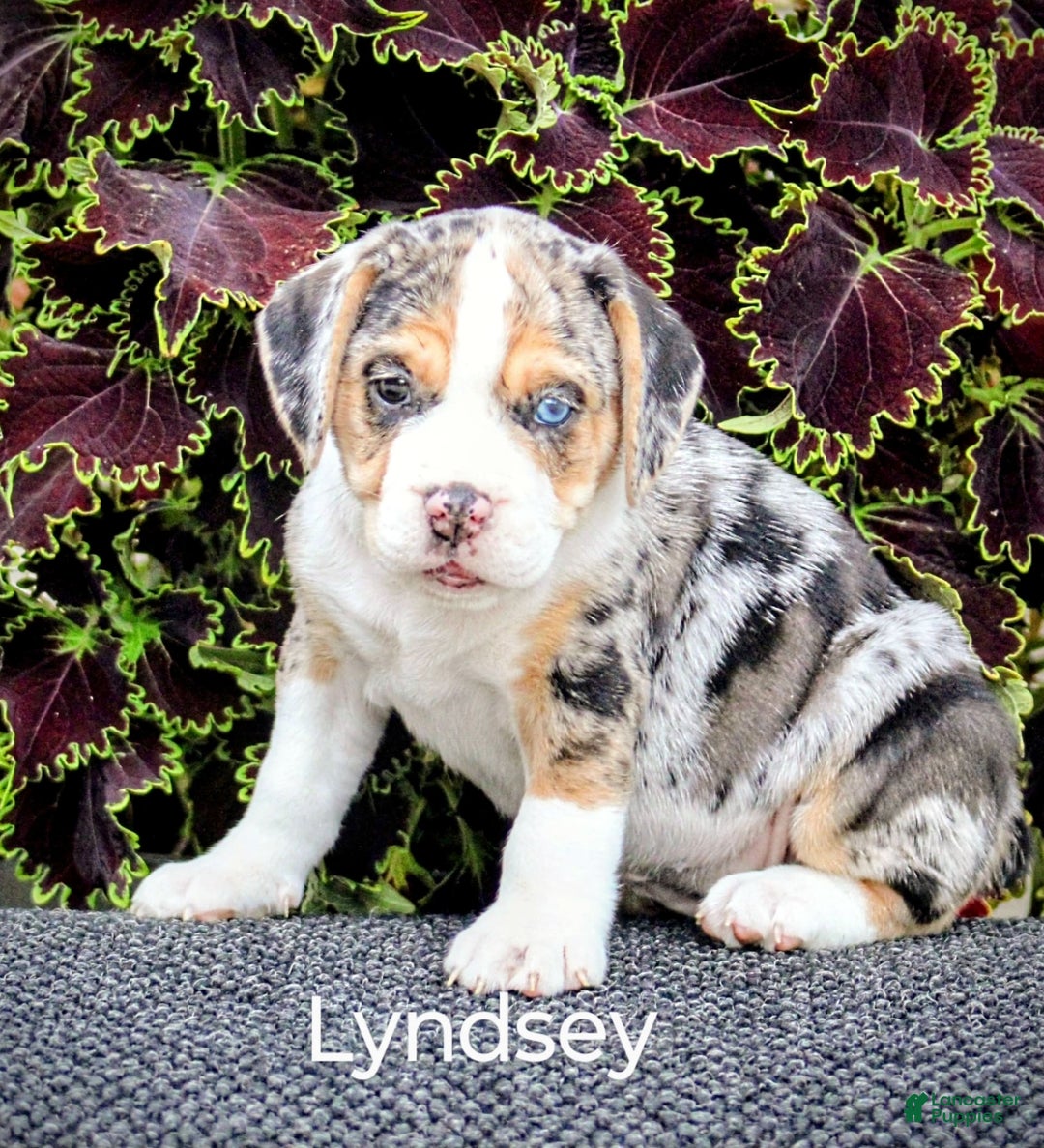 Beabull dogs for sale: Lyndsey - Image 6