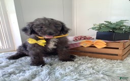 Goldendoodle dogs for sale: Lucy - Image 16
