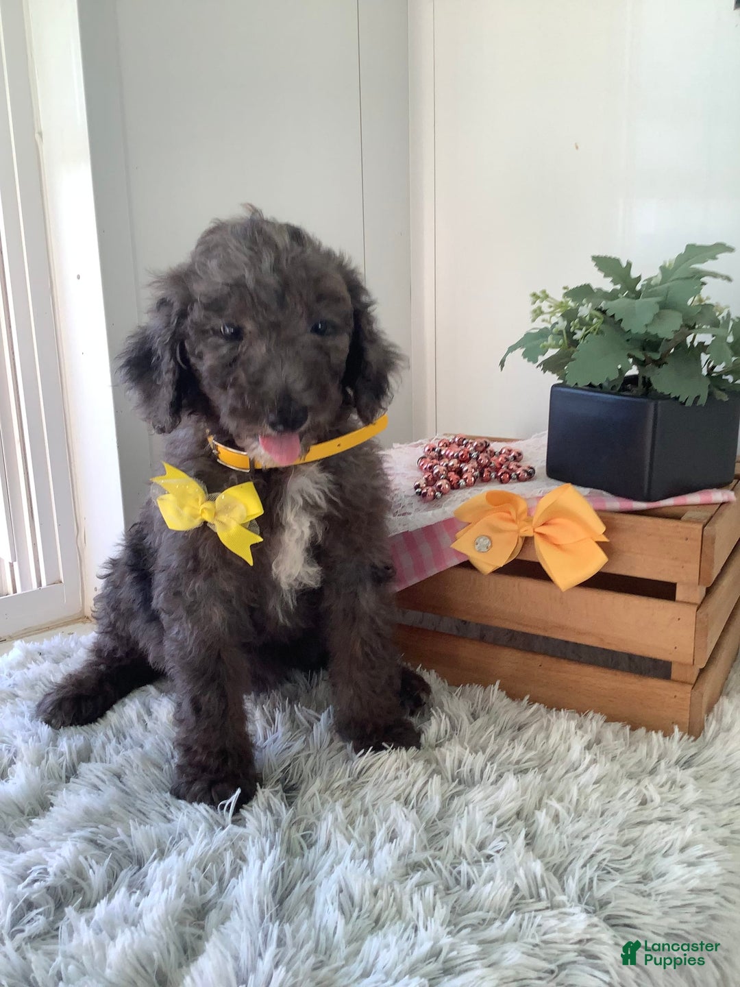 Goldendoodle dogs for sale: Lucy - Image 16
