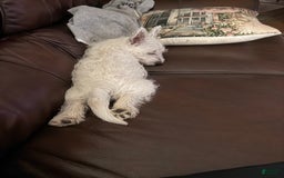 West Highland Terrier dogs for sale: Leo - Image 2