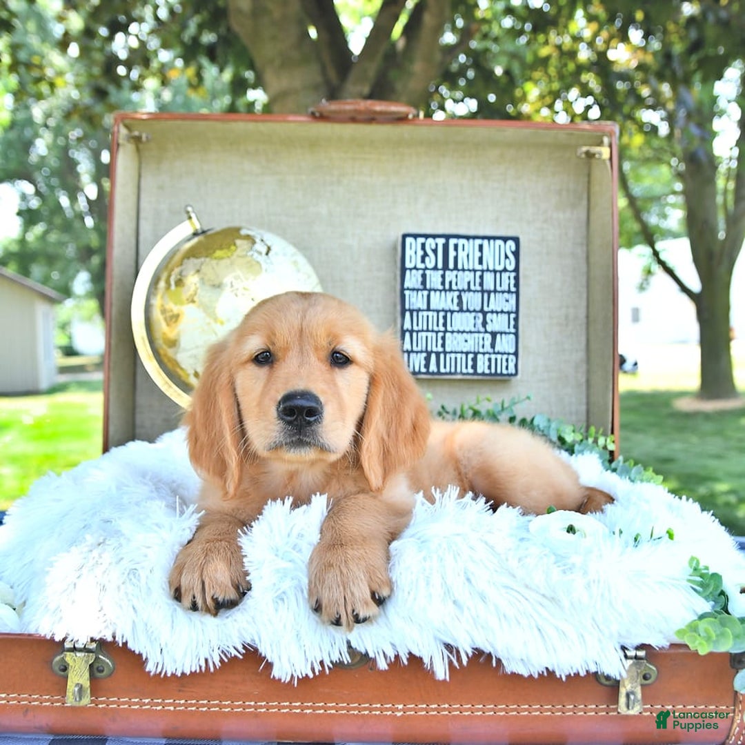 Golden Retriever dogs for sale: Andy - Image 7