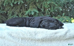 Cane Corso dogs for sale: Cali - Image 3