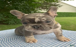 French Bulldog dogs for sale: Heathcliff - Image 4