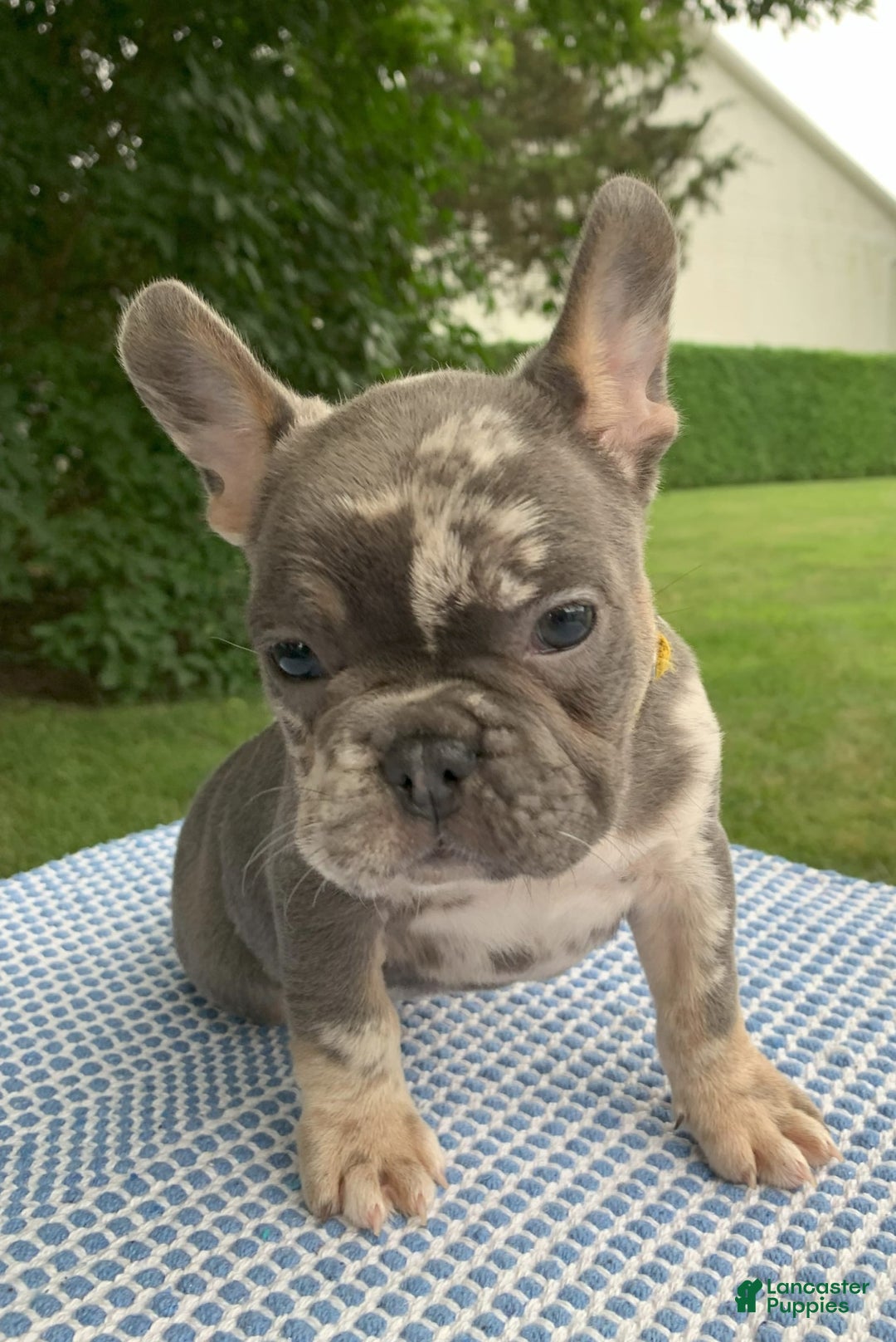 French Bulldog dogs for sale: Heathcliff - Image 4