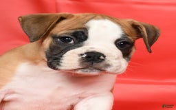 Beabull dogs for sale: Kenton - Image 2