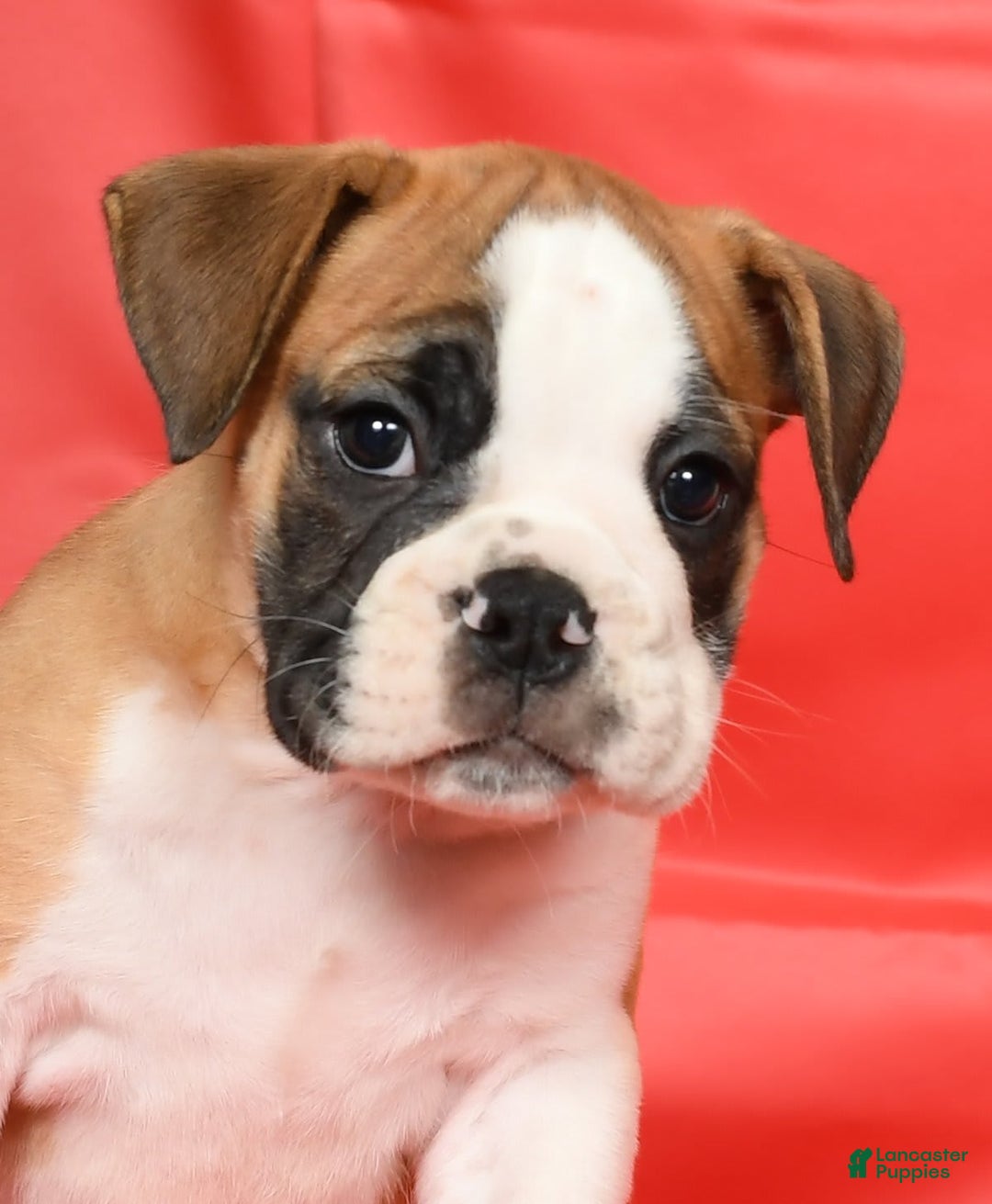 Beabull dogs for sale: Kenton - Image 2