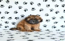 Shih Tzu dogs for sale: Leo - Image 4