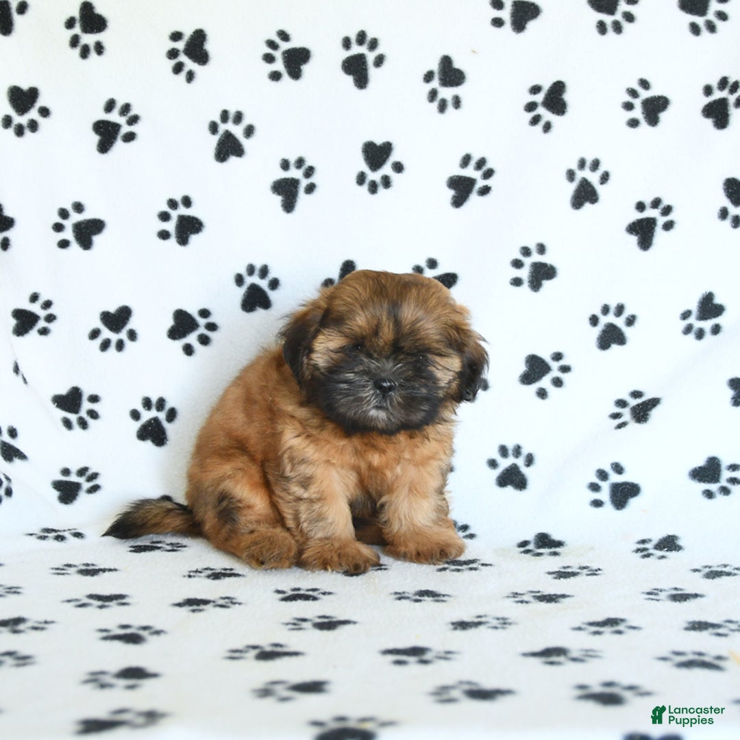 Shih Tzu dogs for sale: Leo - Image 4