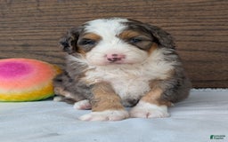 Mini Bernedoodle dogs for sale: Indy - Image 4