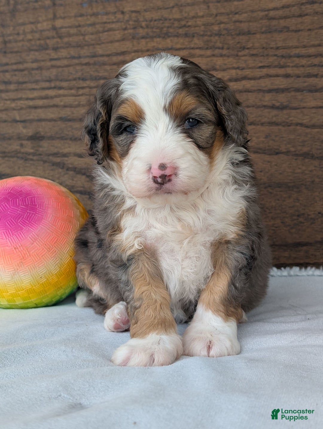 Mini Bernedoodle dogs for sale: Indy - Image 4