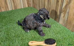 Cavapoo dogs for sale: Bertha Boy 3 - Image 1
