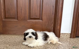 Havanese dogs for sale: Katie - Image 10