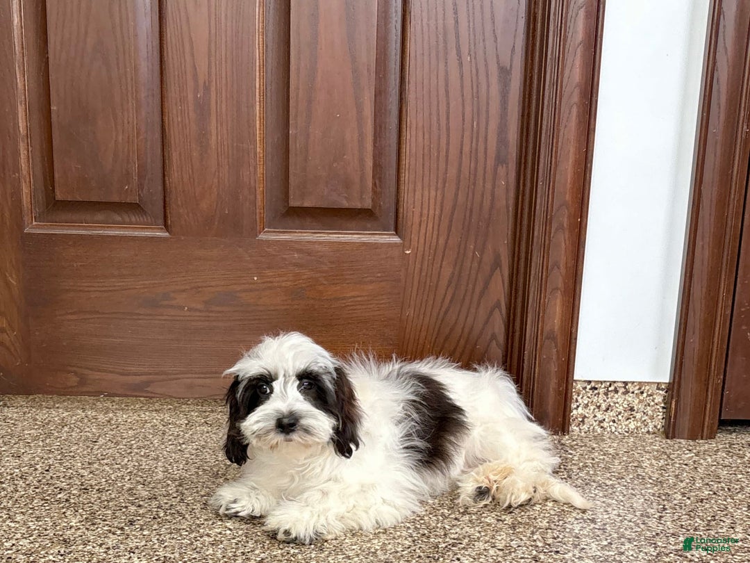 Havanese dogs for sale: Katie - Image 10