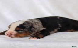 Mini Bernedoodle dogs for sale: Maverick - Image 6