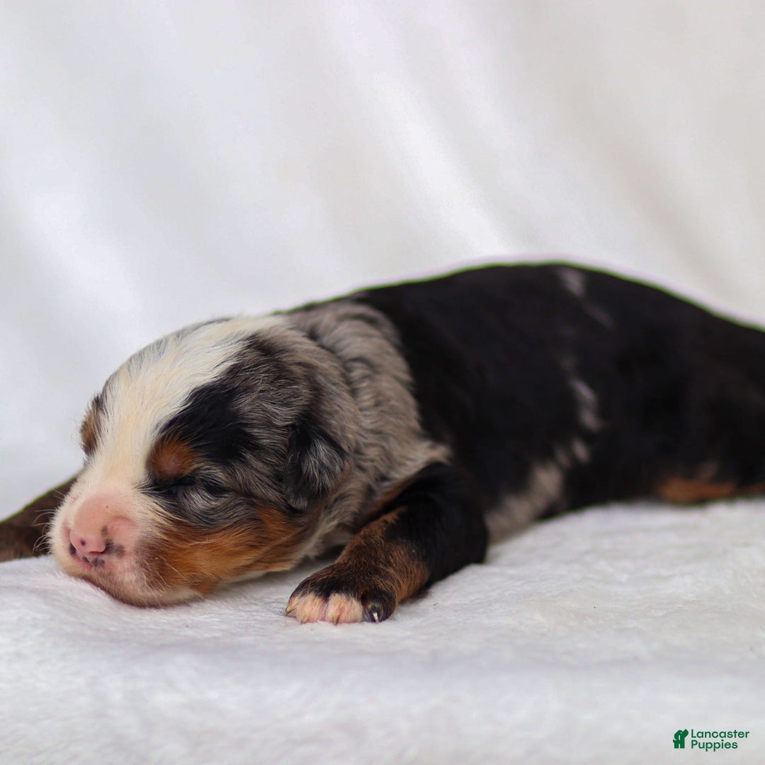 Mini Bernedoodle dogs for sale: Maverick - Image 6