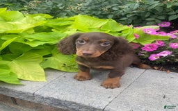 Dachshund dogs for sale: Denver - Image 2