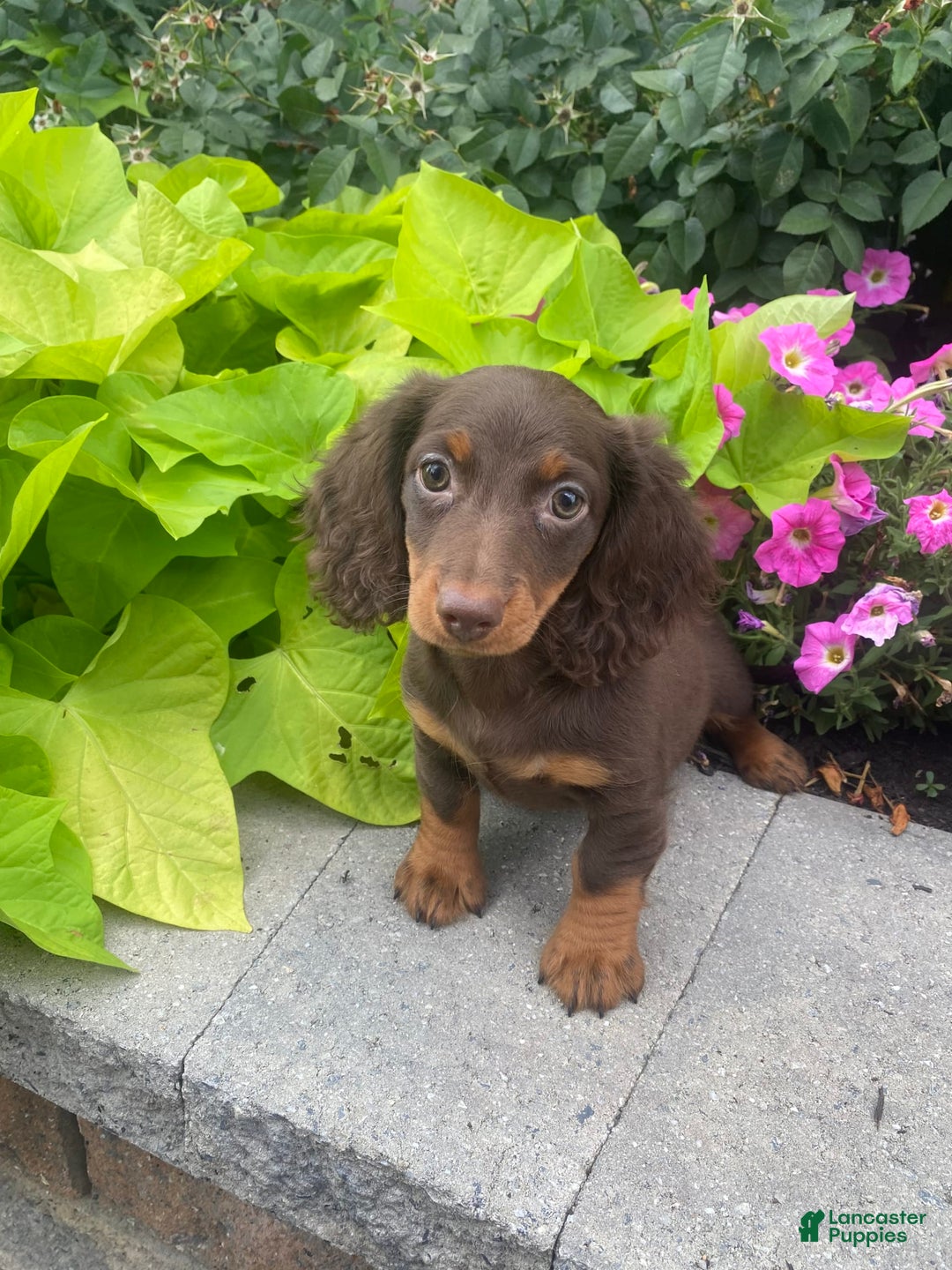 Dachshund dogs for sale: Denver - Image 2