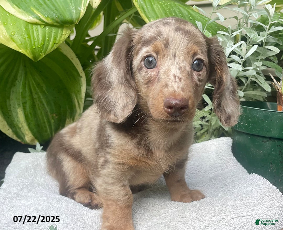 Miniature Dachshund dogs for sale: Lady La Cherish - Image 1