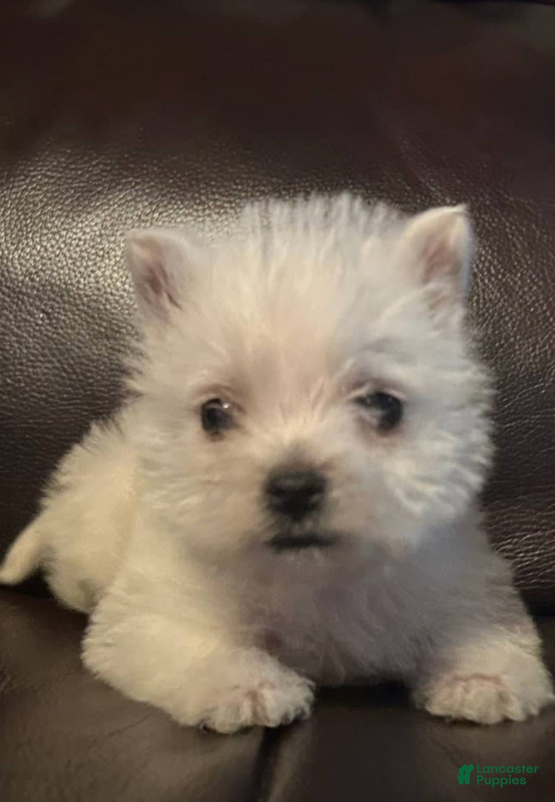 West Highland Terrier dogs for sale: Kane - Image 1