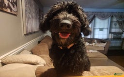 Labradoodle dogs for sale: Ruby - Image 20